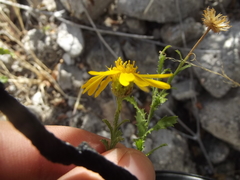 Xanthisma scabrellum