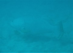 Epinephelus lanceolatus