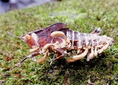 Beauveria locustiphila