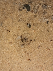 Monomorium