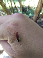 Pseudomops interceptus