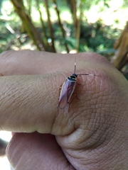 Pseudomops interceptus