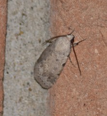 Leucocnemis perfundis