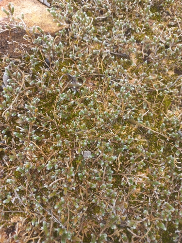 Selaginella dregei, photograph 5