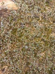 Selaginella dregei, photograph author not stated, no rights reserved