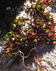Epilobium tasmanicum