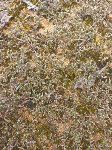 Selaginella dregei, photograph 6