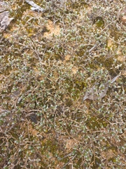 Selaginella dregei, photograph author not stated, no rights reserved