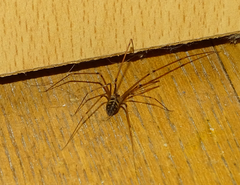 Hoplopholcus forskali