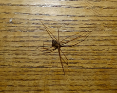 Hoplopholcus forskali