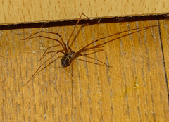 Hoplopholcus forskali