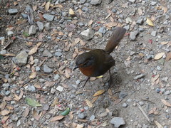 Scelorchilus rubecula