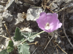 Sphaeralcea axillaris