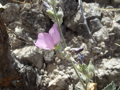 Sphaeralcea axillaris