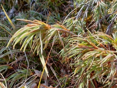 Dracophyllum pubescens