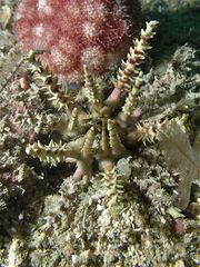 Prionocidaris bispinosa