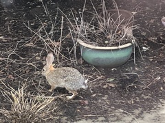 Sylvilagus audubonii