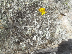 Bahiopsis chenopodina