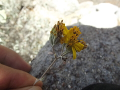 Bahiopsis chenopodina