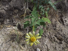 Heliopsis anomala