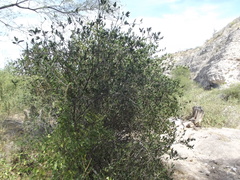 Pleradenophora bilocularis