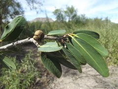 Pleradenophora bilocularis
