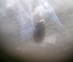 Laccophilus maculosus