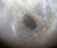 Laccophilus maculosus