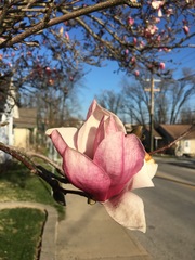 Magnolia