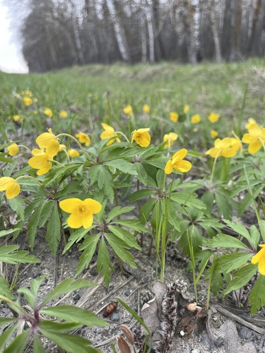 Yellow Anemone