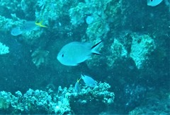 Chromis ternatensis