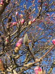 Magnolia