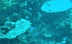 Plectorhinchus lessonii