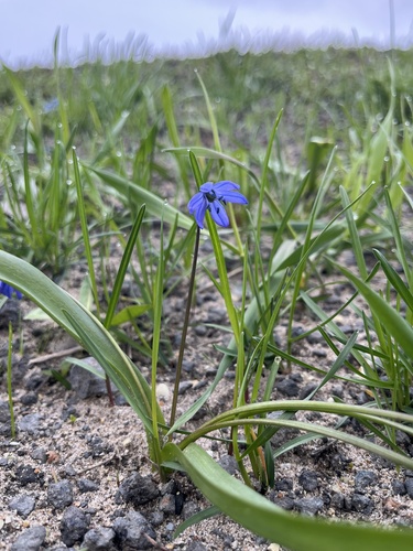 Siberian squill