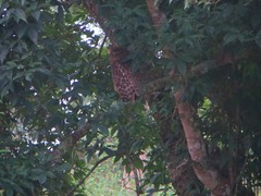 Ketupa zeylonensis
