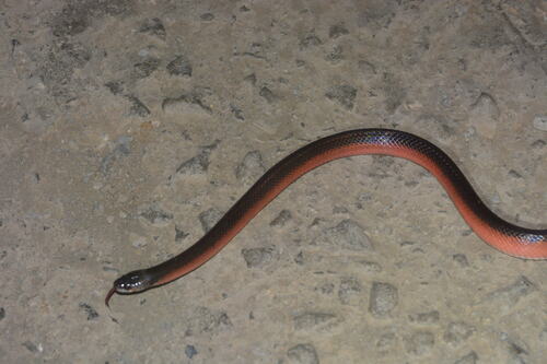 Paraná False Boa