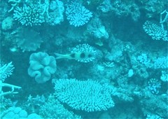 Parupeneus crassilabris