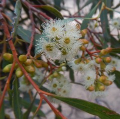 Eucalyptus odorata