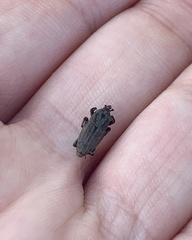 Sphenophorus venatus