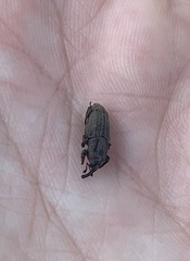 Sphenophorus venatus