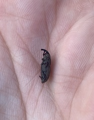 Sphenophorus venatus