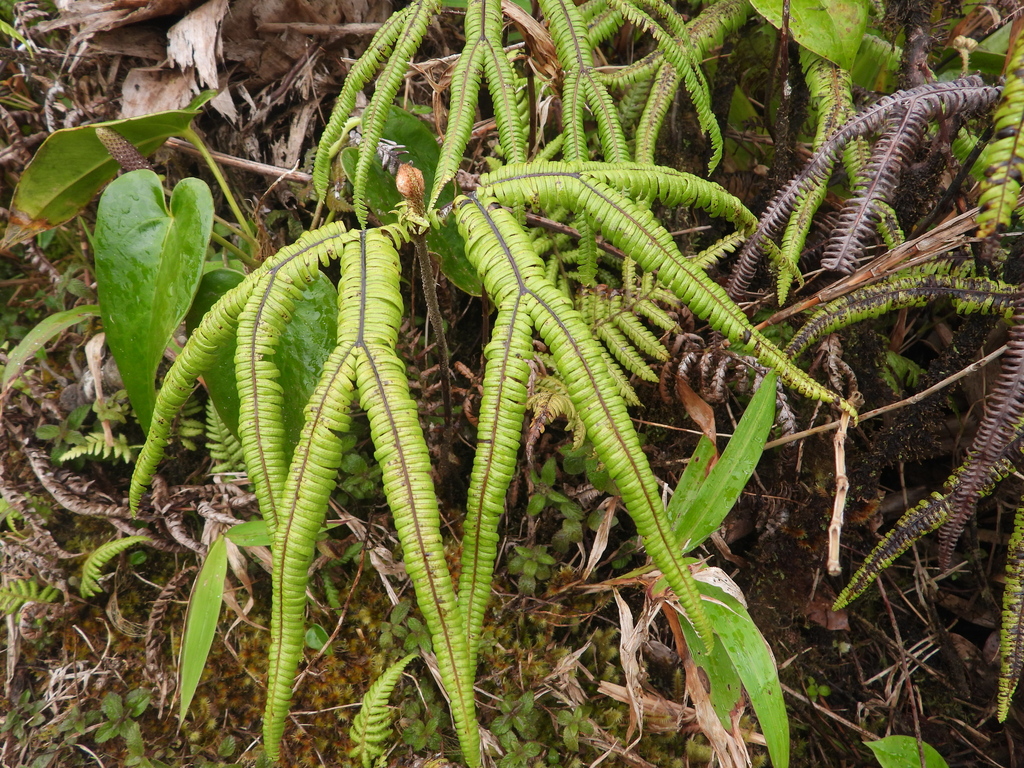 Sticherus albus