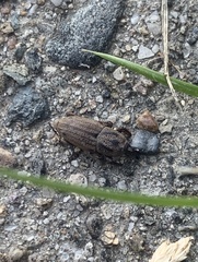 Sphenophorus venatus