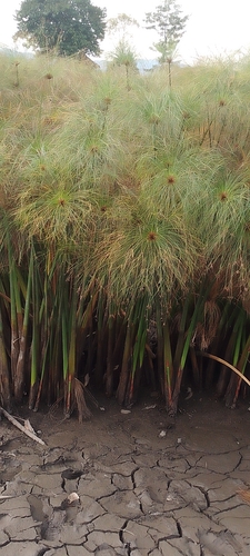 Papyrus sedge