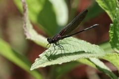 Hetaerina cruentata