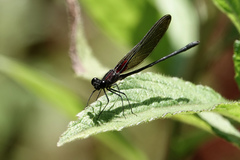 Hetaerina cruentata