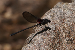 Hetaerina cruentata