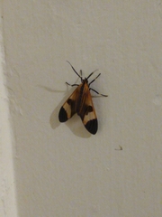 Dycladia
