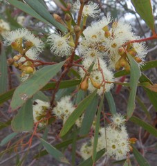 Eucalyptus odorata