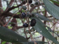 Miconia carassana